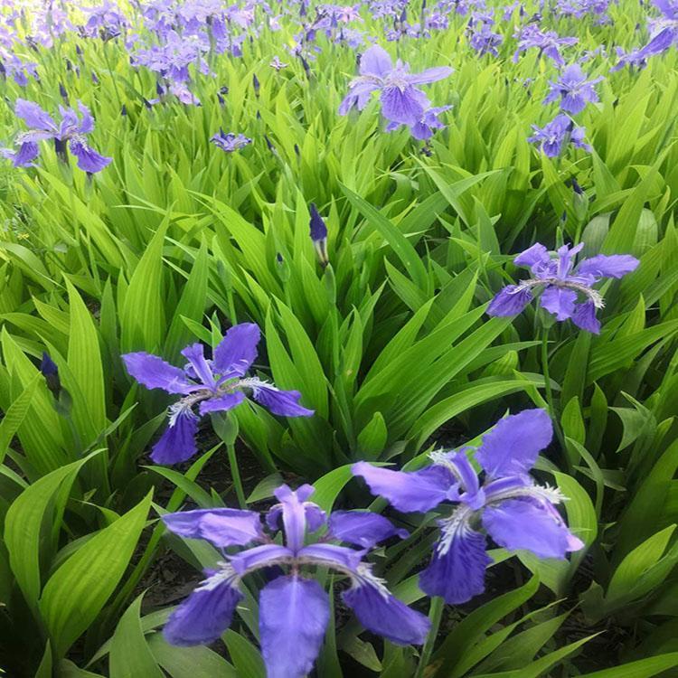 基地种植蓝花鸢尾 蓝花鸢尾 蓝花鸢尾价格