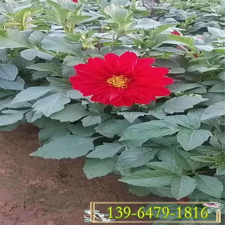 工程绿化苗小丽花种植基地 多年生小丽花图片 小丽花花期