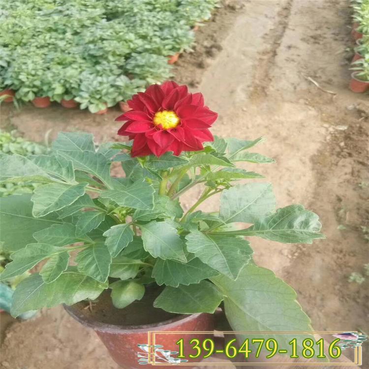 质量好的小丽花盆栽 青州花卉种植基地 多年生小丽花