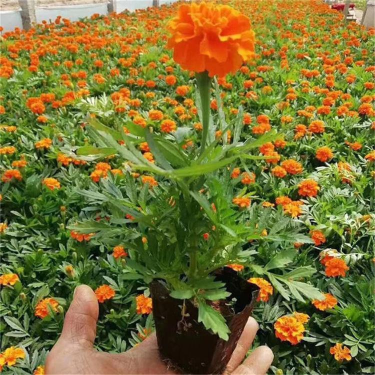 孔雀草量大从优 孔雀草时令草花 大量批发