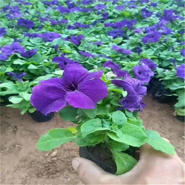 矮牵牛上车价 矮牵牛市政用苗 培育基地种植