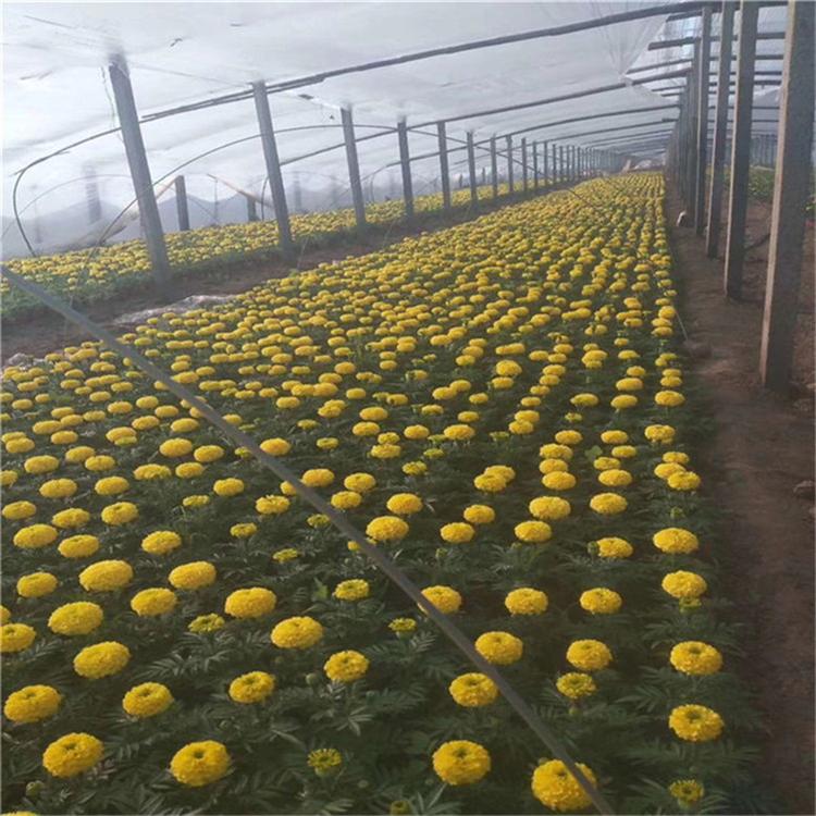 万寿菊批发价 万寿菊地被植物 现货供应