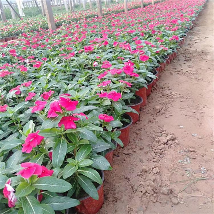 长春花量大从优 天天开地被草花 大量批发