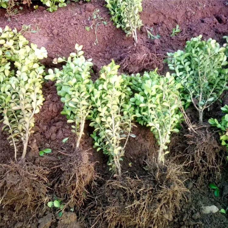 小叶黄杨花卉 小叶黄杨生态园用苗 基地直销