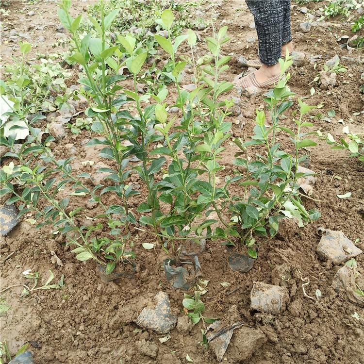 卫矛营养杯苗 卫矛景观花卉 基地直销