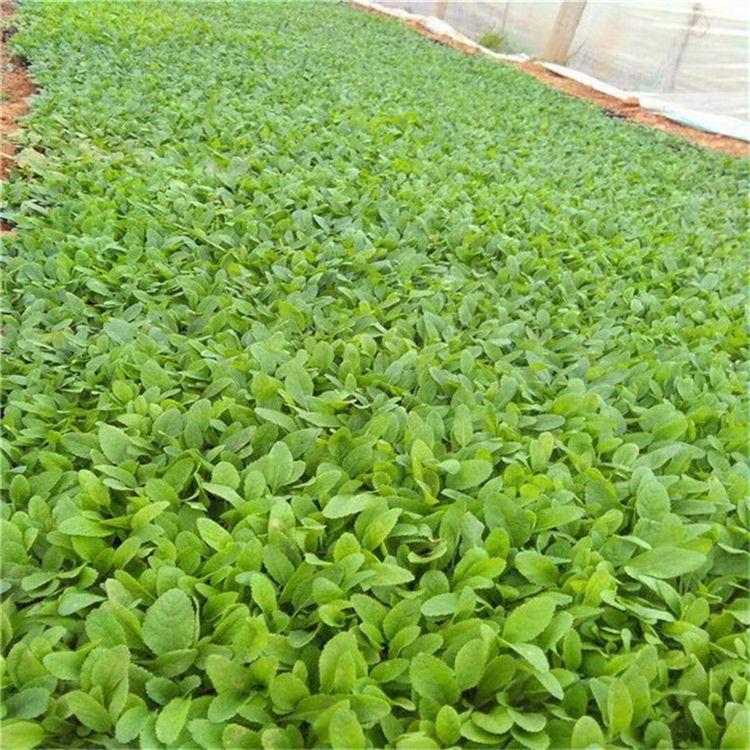 鼠尾草易成活 鼠尾草绿化花卉 现货供应