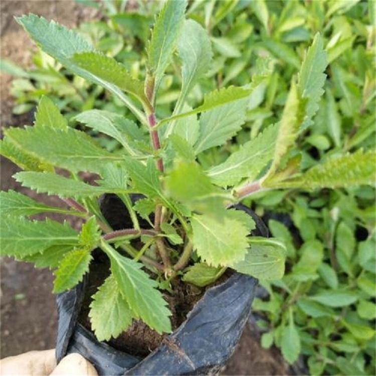 马鞭草盆栽 马鞭草观赏花卉 基地直销