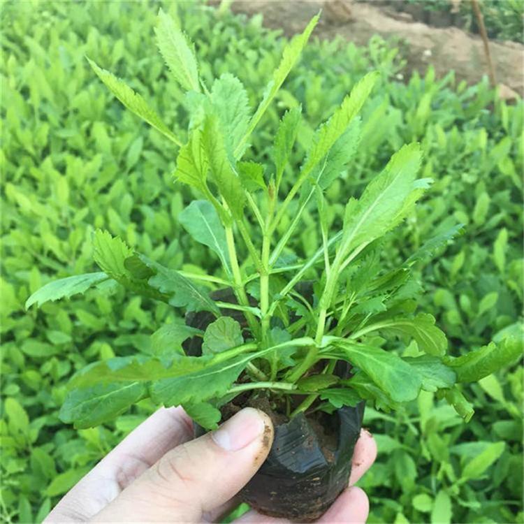 马鞭草杯苗 马鞭草耐寒花卉 常年批发