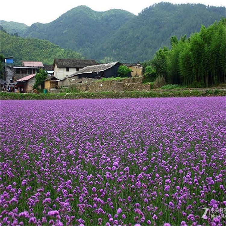 马鞭草易成活 马鞭草园林用苗 苗圃直供