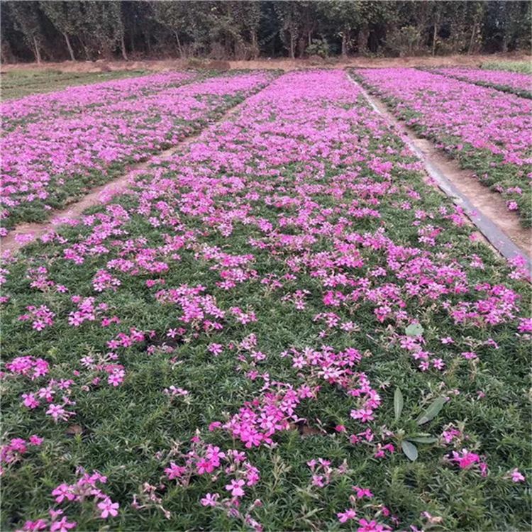 芝樱营养杯苗 丛生福禄考景观工程苗 常年供应