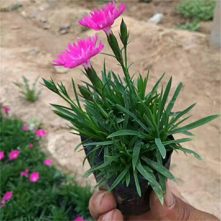 欧石竹营养杯苗 欧石竹绿化花卉 现货供应