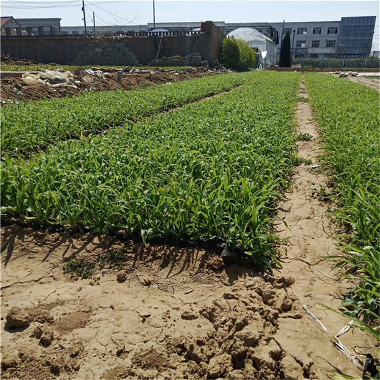 大花萱草量大从优 萱草花多年生花卉 常年供应