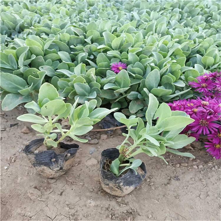 八宝景天种苗 八宝景天景观花卉 种植基地批发