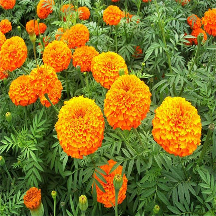 孔雀草幼苗 孔雀草绿化花卉 基地直销