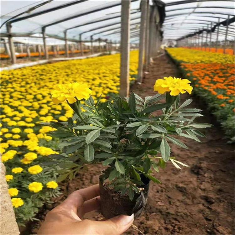 孔雀草上车价 孔雀草阳台用苗 厂家直销