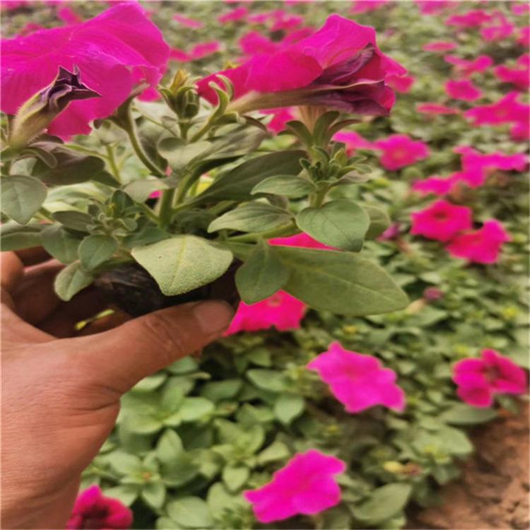 矮牵牛盆栽 矮牵牛观赏花卉 花卉基地直销