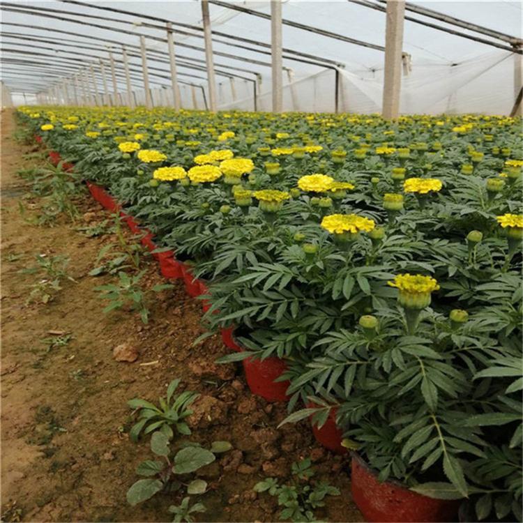 万寿菊易成活 万寿菊园林用苗 常年批发