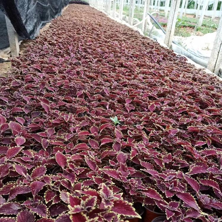 青州彩叶  火焰彩叶草  锦紫苏  优质彩叶草供应  小涵花卉