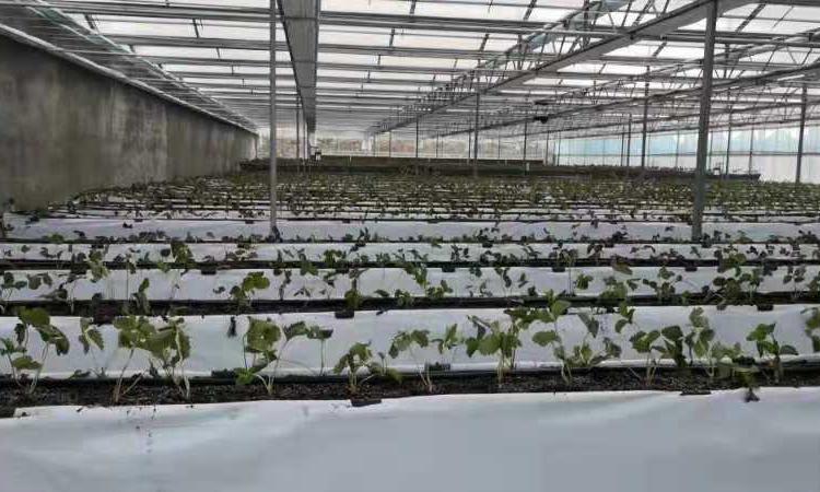 温室连栋大棚 花卉大棚 外遮阳连栋大棚骨架 连栋温室大棚 蔬菜大棚 养殖大棚欢迎来电咨询