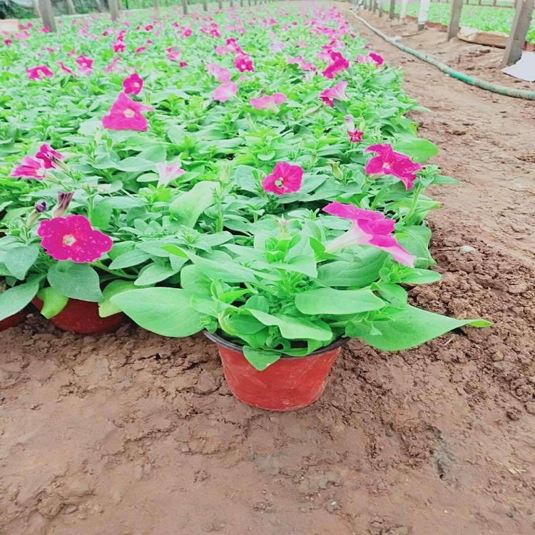 矮牵牛价格  矮牵牛种植基地