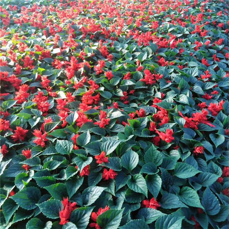 一串红杯苗 一串红绿化用苗 常年供应