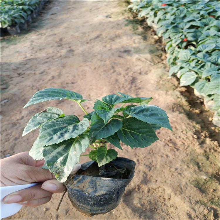 一串红量大从优 一串红花海草花 基地直销
