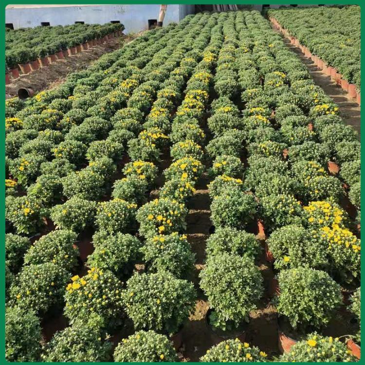 山东国庆菊 泽润花卉 国庆菊育苗基地 国庆菊种植基地