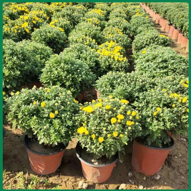 黄花国庆菊 花坛绿化国庆菊 大盆带花苞国庆菊 国庆菊批发
