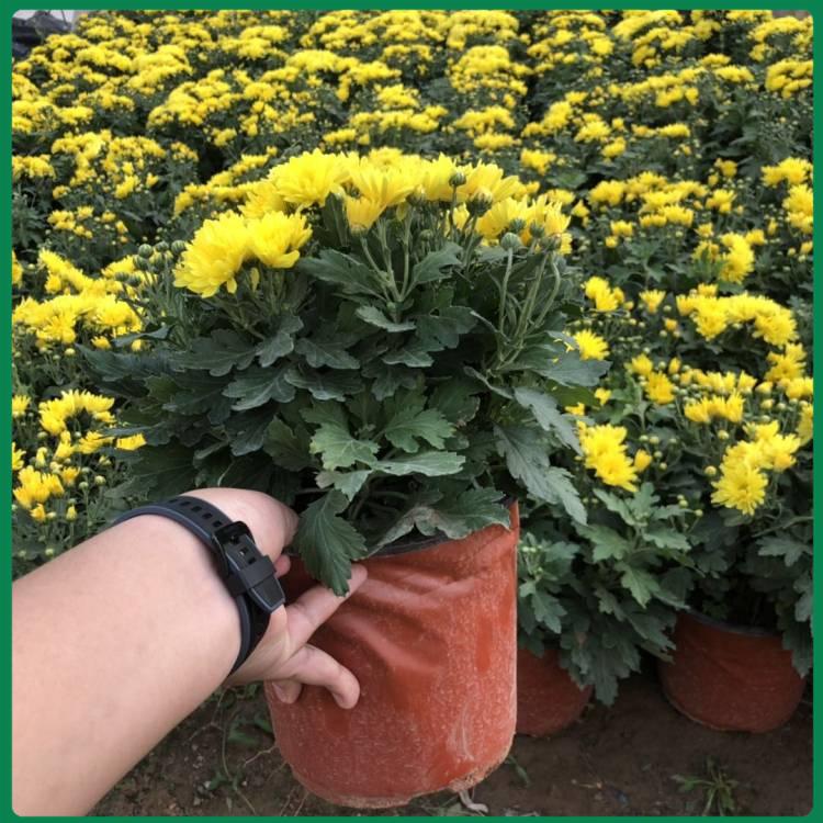 基地直发 国庆菊培育基地 大盆带花苞国庆菊 国庆菊种植基地