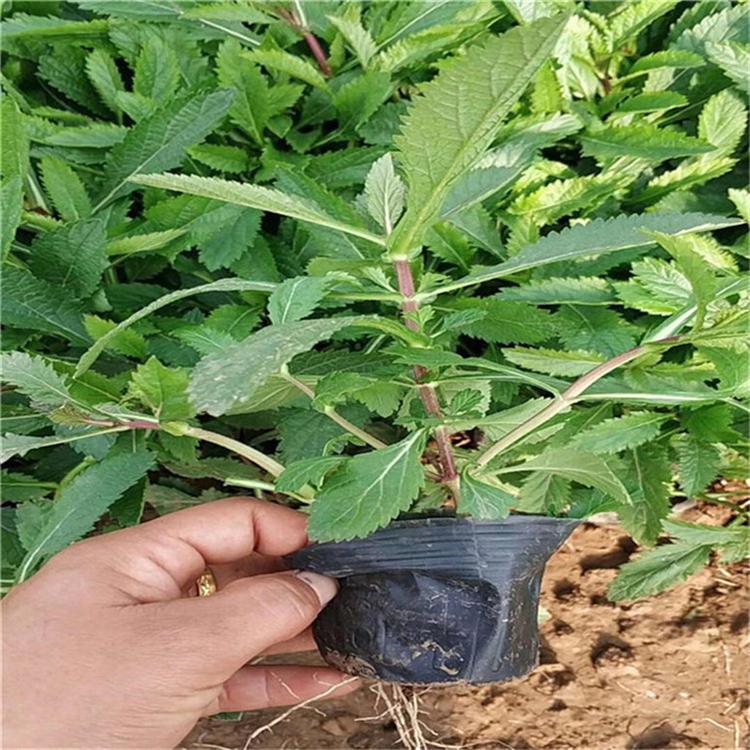 马鞭草种苗 马鞭草组摆花卉 常年供应