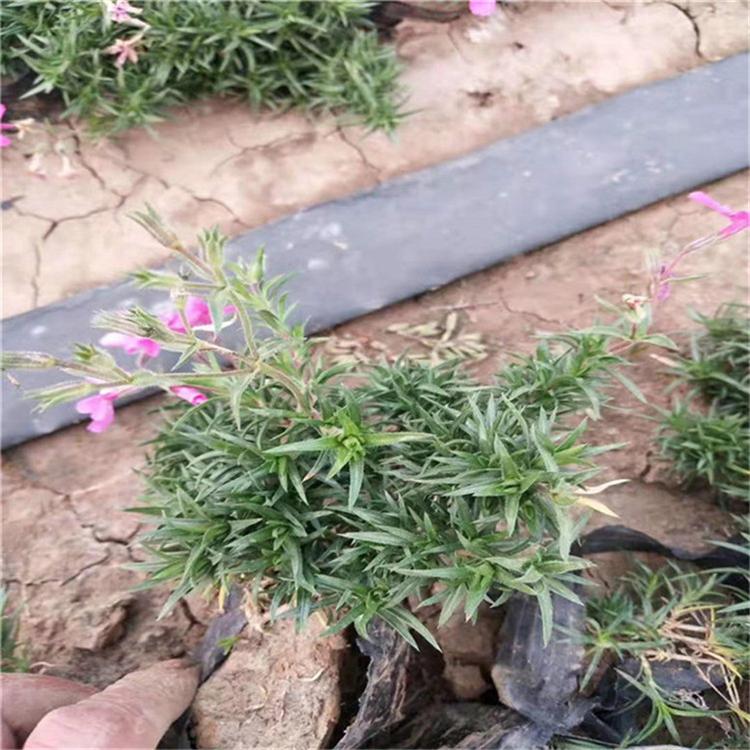 芝樱易成活 丛生福禄考市政用苗 常年供应