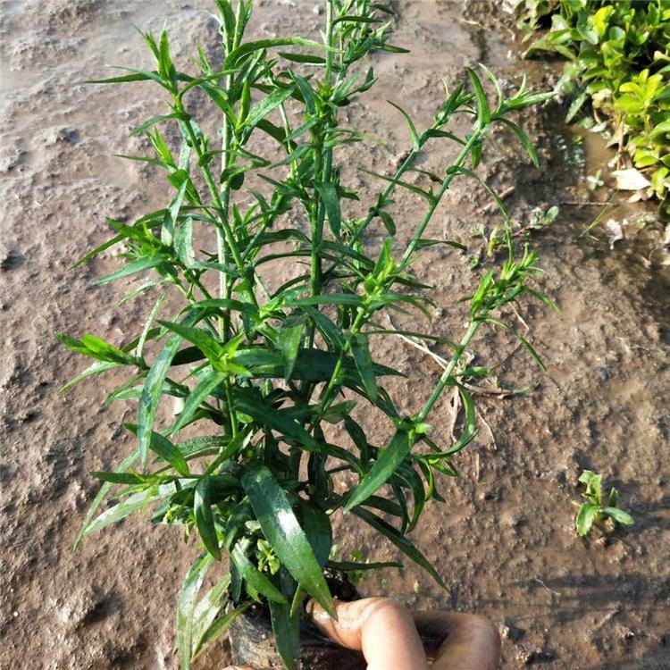 荷兰菊小苗 荷兰菊观赏花卉 国庆花卉批发