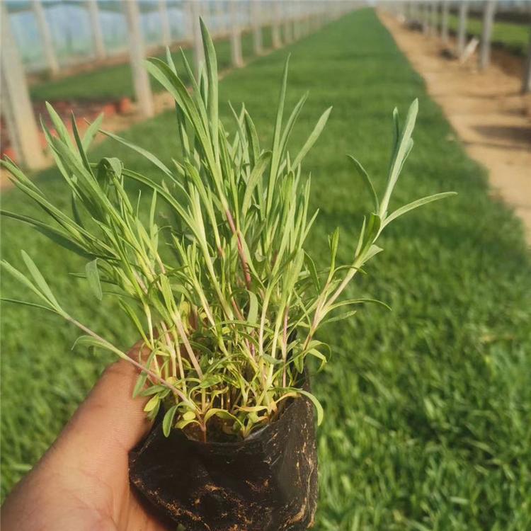 石竹的价格 石竹道路用苗 种植基地批发