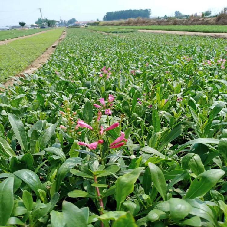 园林绿化用钓钟柳  钓钟柳种植基地