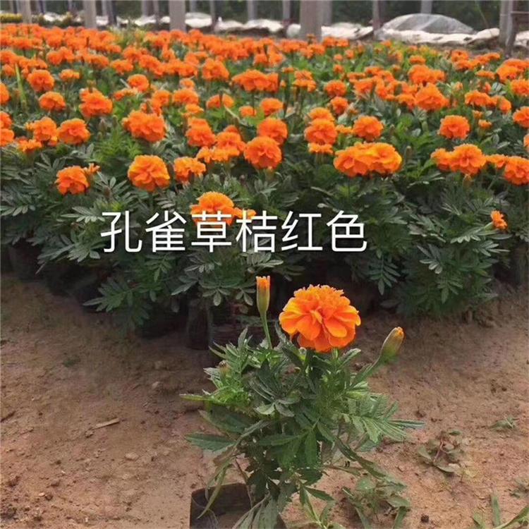 孔雀草易成活 孔雀草园林用苗 国庆花卉常年供应