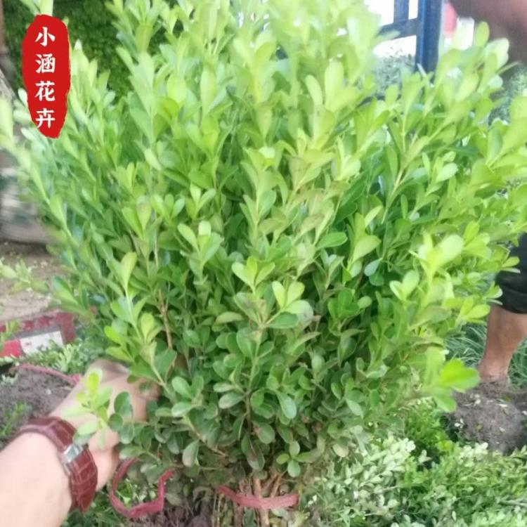 优质瓜子黄杨  瓜子黄杨价格  绿化工程苗  小涵花卉