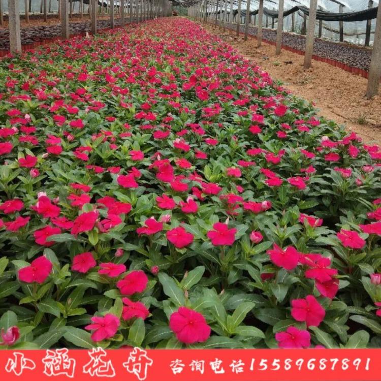 天天开    长春花    花卉批发租摆  青州草花