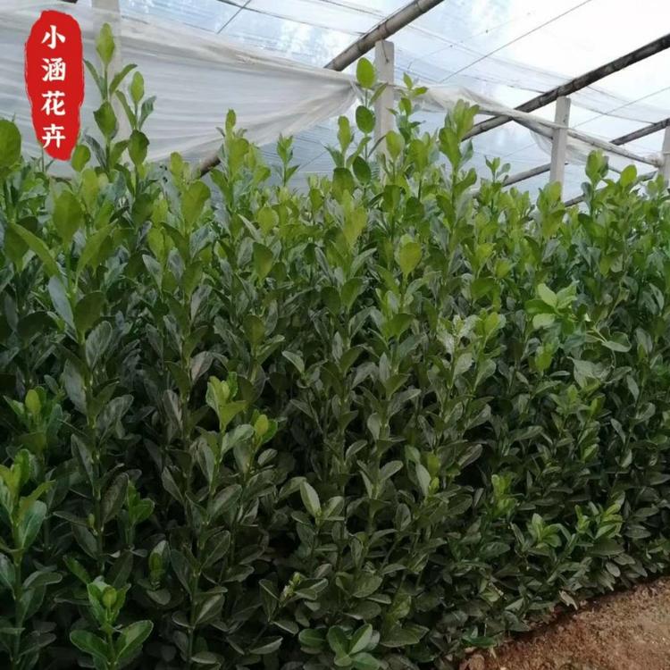 优质大叶黄杨  冬青小苗  优质冬青  绿篱专用  小涵花卉