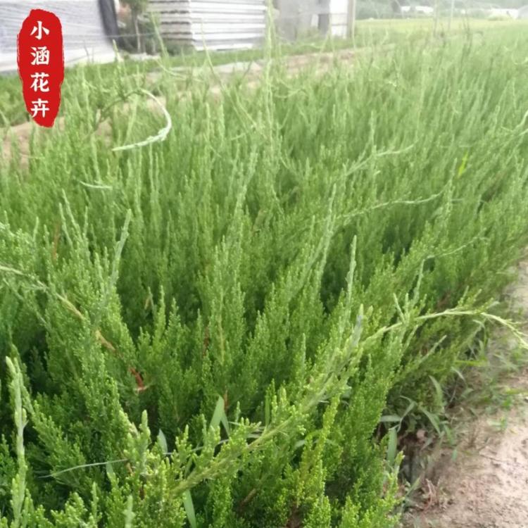 小龙柏价格  优质小龙柏  绿化苗木工程苗  绿篱  小涵花卉