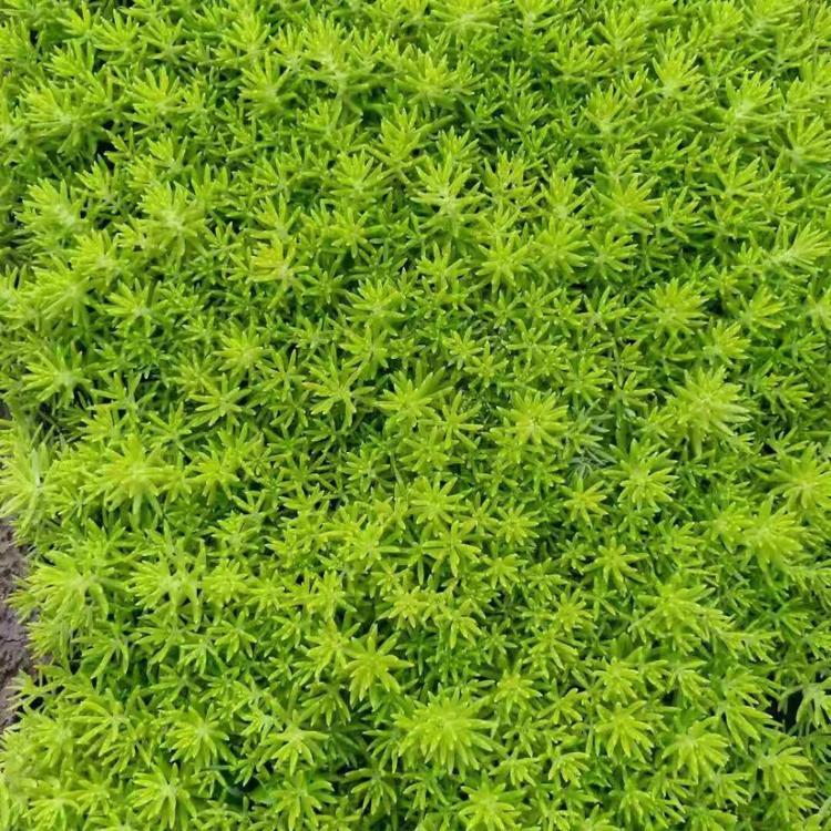 基地直营佛甲草   屋顶绿化佛甲草