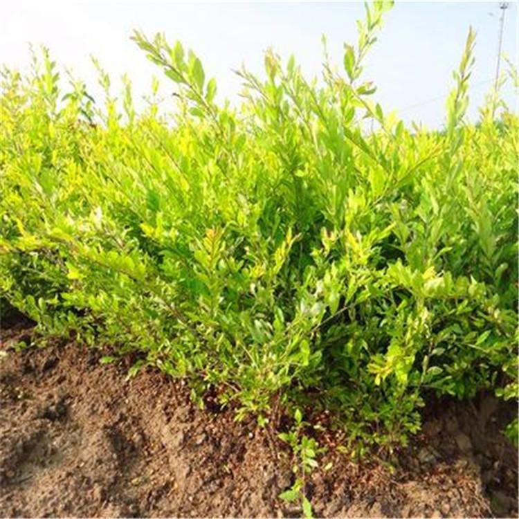 山东金叶水蜡种植批发商      金叶水蜡工程苗供应