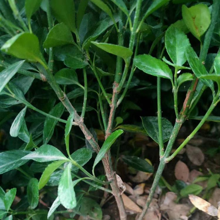 阳台用苗  冬青行情  大叶黄杨基地
