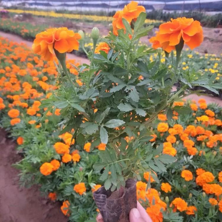 花卉租摆孔雀草  孔雀草供应  孔雀草园林用苗