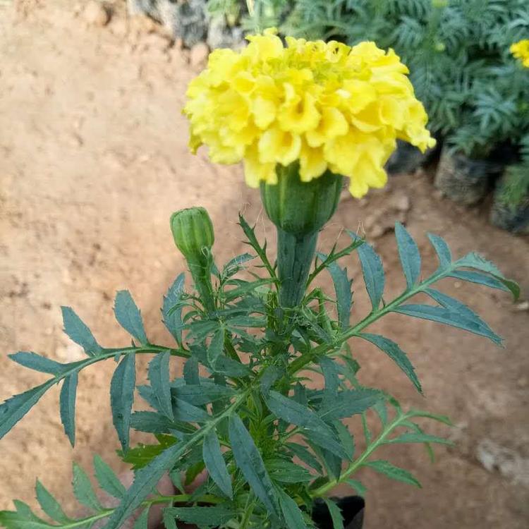 花海打造孔雀草  孔雀草报价  孔雀草培育基地