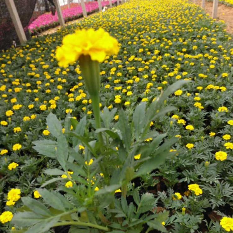 出售双色盆孔雀草   青州孔雀草   孔雀草苗圃培育