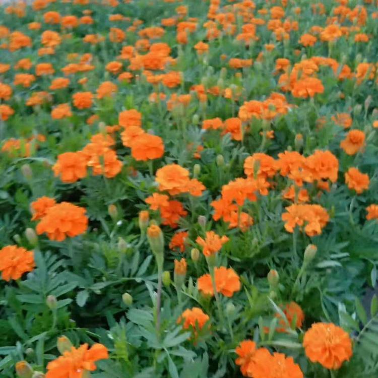 盆栽观赏孔雀草  孔雀草种植基地  孔雀草园林用苗