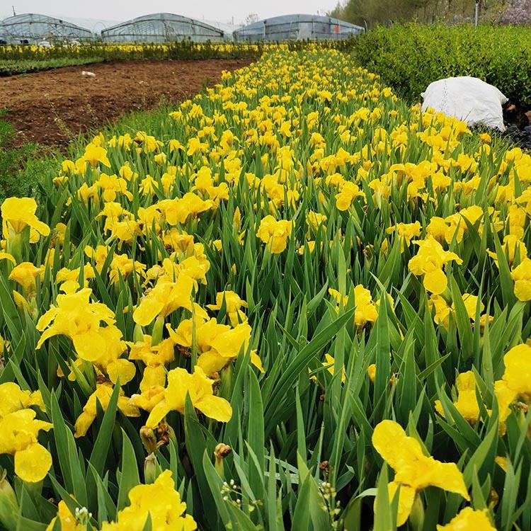 德国鸢尾种植基地   德国鸢尾小苗报价