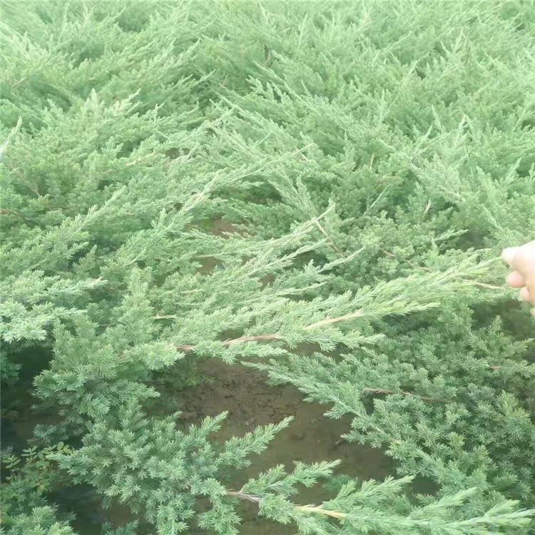 铺地柏杯苗价格 铺地柏小苗批发 山东铺地柏基地
