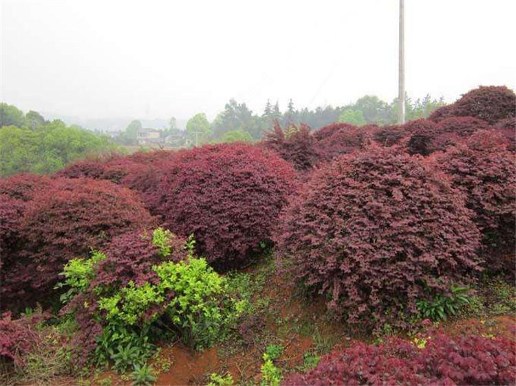 工程用紫叶小檗种植与养护 紫叶小檗 30公分高紫叶小檗种植与养护