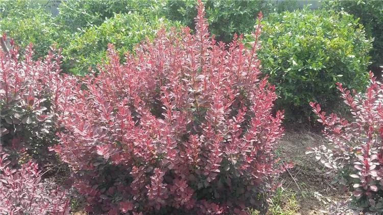 山西红叶小檗种植方法 红叶小檗 20公分高红叶小檗种植方法